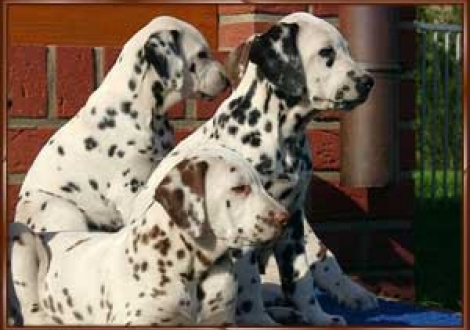 Moafez, Moranah-Mahea & Montana