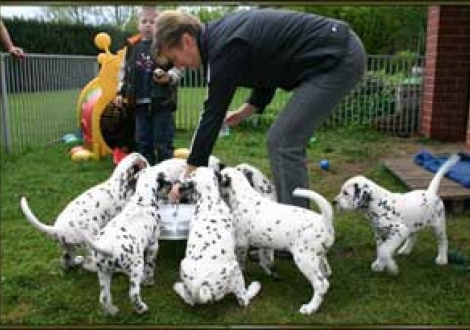 Raubtierfütterung!!!