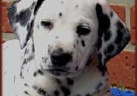 Montazaar vom Teutoburger Wald