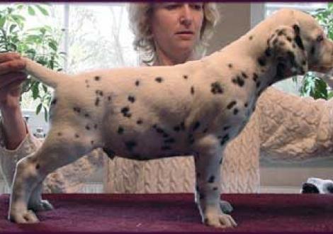 Moafez vom Teutoburger Wald