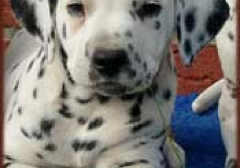 Moafez vom Teutoburger Wald