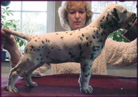 Maceem vom Teutoburger Wald