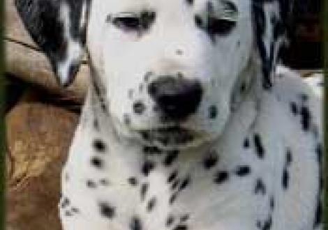 Maceem vom Teutoburger Wald