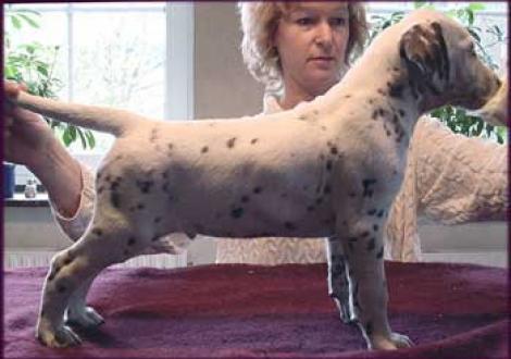 Maycoun vom Teutoburger Wald