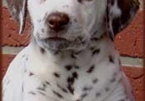 Maycoun vom Teutoburger Wald