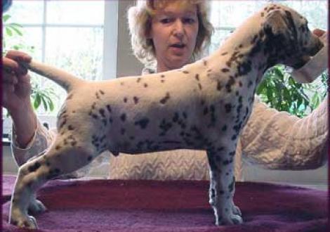 Marlow vom Teutoburger Wald