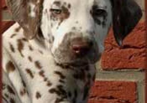 Marlow vom Teutoburger Wald