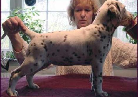 Meela's Moranah-Mahea vom Teutoburger Wald