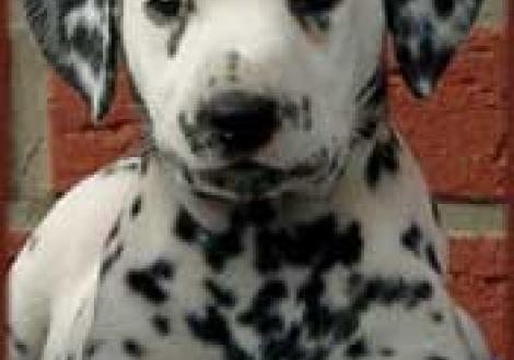 Meela's Moranah-Mahea vom Teutoburger Wald