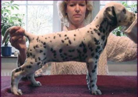 Meela's Majanah vom Teutoburger Wald