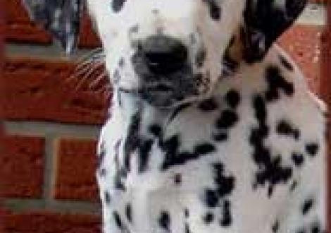 Meela's Majanah vom Teutoburger Wald