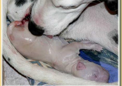 ...und ordentlich putzen! (Nepal vom Teutoburger Wald)