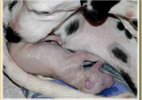 ...der erste Schrei! (Nepal vom Teutoburger Wald)