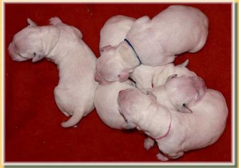 ...wir alle! (Nepal mit Naima, Nabuka, Nirvana & Nekoma vom Teutoburger Wald)