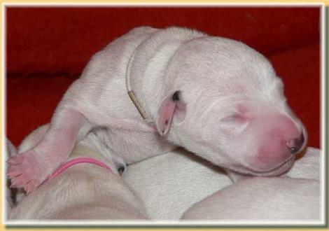 Nirvana vom Teutoburger Wald