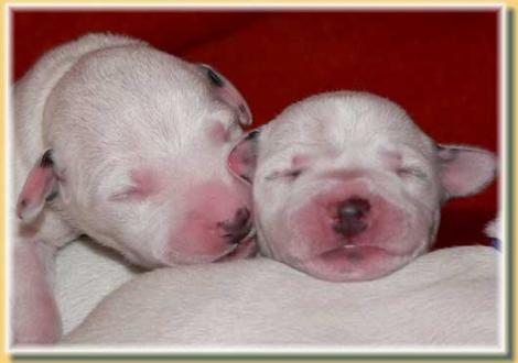 Nirvana & Nabuka vom Teutoburger Wald