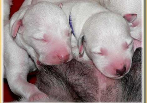 Nepal mit Nekoma vom Teutoburger Wald