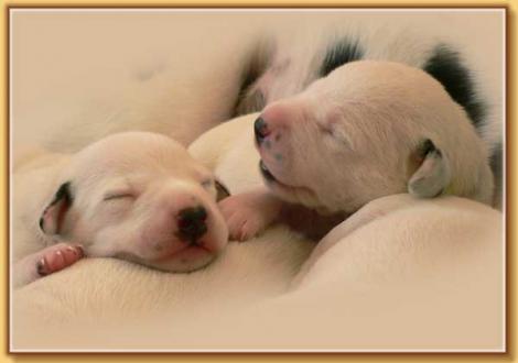 Nekoma und Naima vom Teutoburger Wald