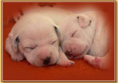 Nabuka und Nepal vom Teutoburger Wald