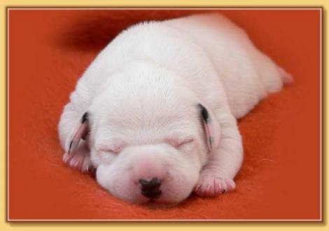 Nirvana vom Teutoburger Wald