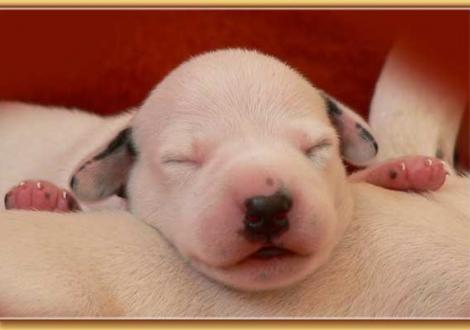 Nekoma vom Teutoburger Wald