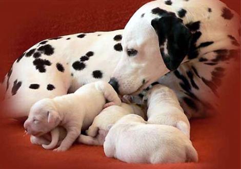 Jameela vom Teutoburger Wald putzt ihren Sohn Nepal