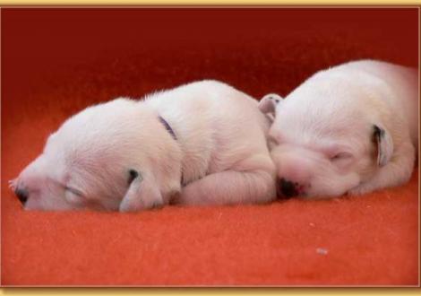 Nekoma und Naima vom Teutoburger Wald