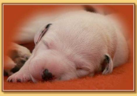 Nirvana vom Teutoburger Wald