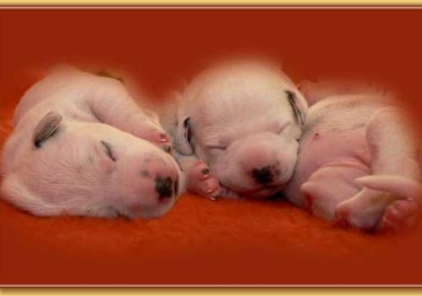 Nabuka mit Naima vom Teutoburger Wald