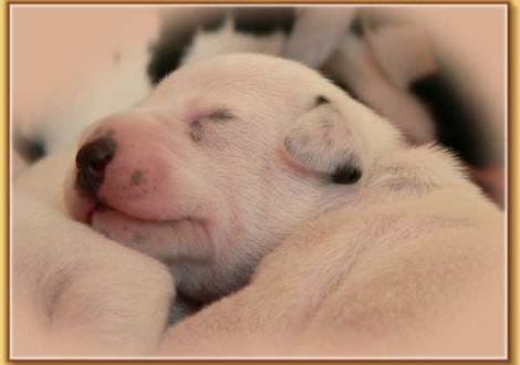 Nekoma vom Teutoburger Wald