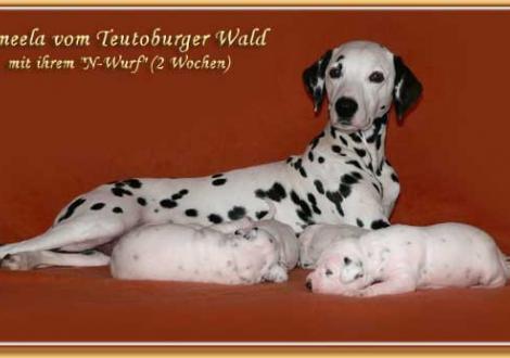 Jameela vom Teutoburger Wald mit ihrem N-Wurf