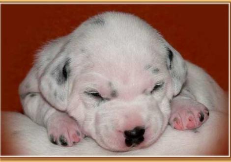 Nabuka vom Teutoburger Wald