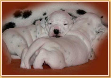 Naima vom Teutoburger Wald