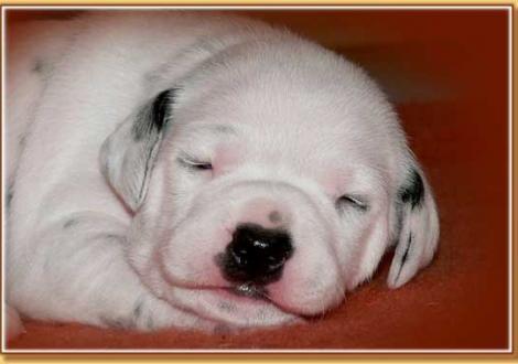 Nekoma vom Teutoburger Wald