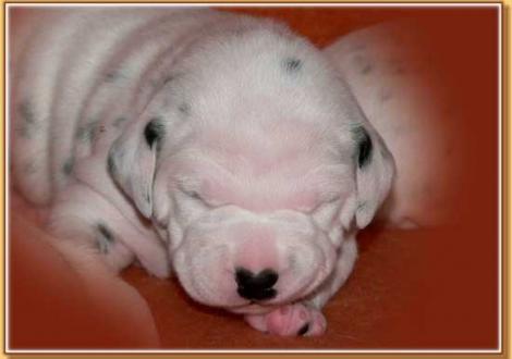 Nirvana vom Teutoburger Wald