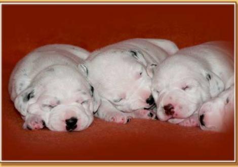 Nabuka, Naima & Nepal vom Teutoburger Wald