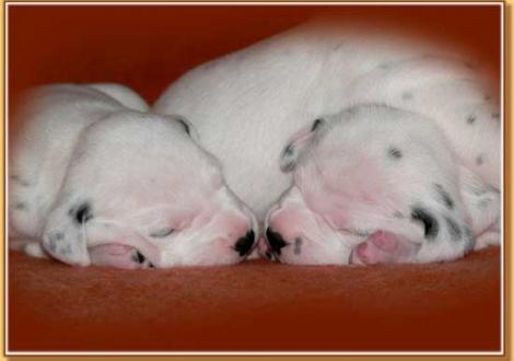 Naima & Nirvana vom Teutoburger Wald