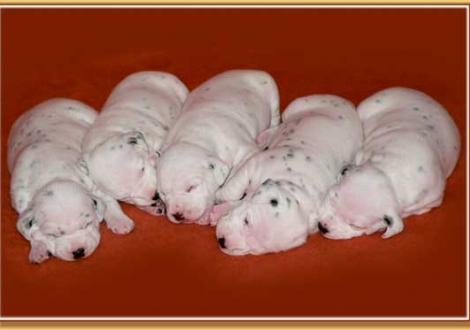 Nabuka, Naima, Nepal, Nirvana & Nekoma vom Teutoburger Wald