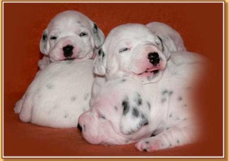 Nabuka, Naima & Nirvana vom Teutoburger Wald