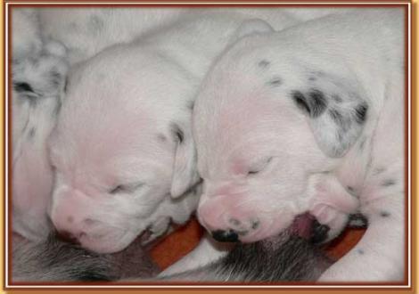 Nepal & Naima vom Teutoburger Wald