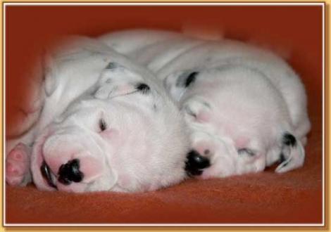 Nirvana & Nekoma vom Teutoburger Wald