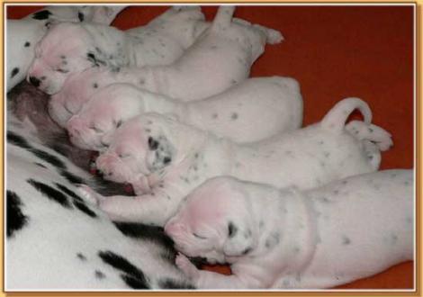 ...das schmeckt!!! N-Wurf vom Teutoburger Wald