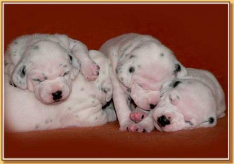 Nabuka, Nirvana & Nekoma vom Teutoburger Wald