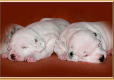 Nepal & Nekoma vom Teutoburger Wald