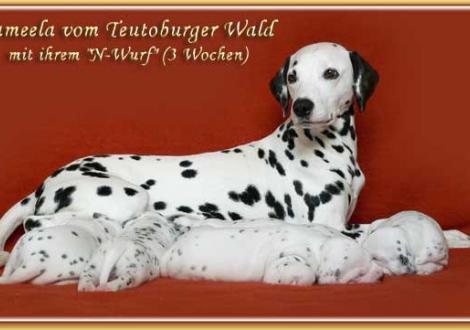 Jameela vom Teutoburger Wald mit ihrem N-Wurf