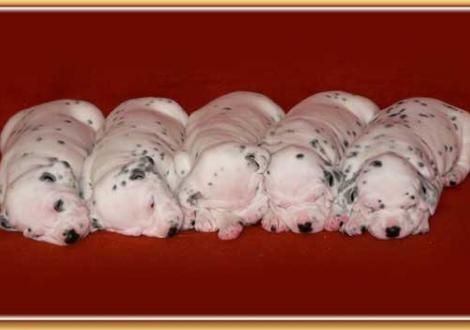 Nekoma, Naima, Nepal, Nirvana & Nabuka vom Teutoburger Wald