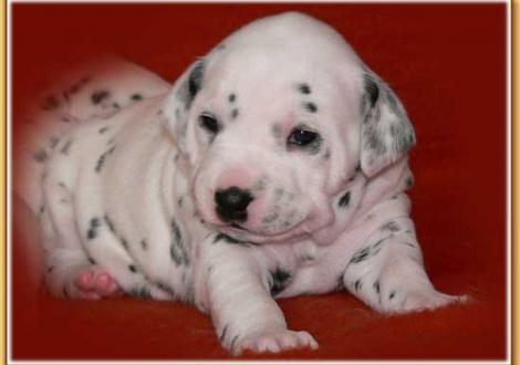 Nabuka vom Teutoburger Wald