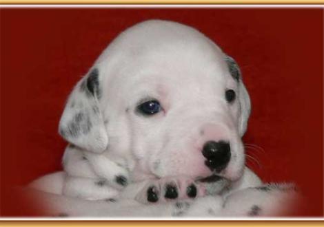 Naima vom Teutoburger Wald