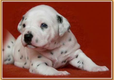 Nekoma vom Teutoburger Wald