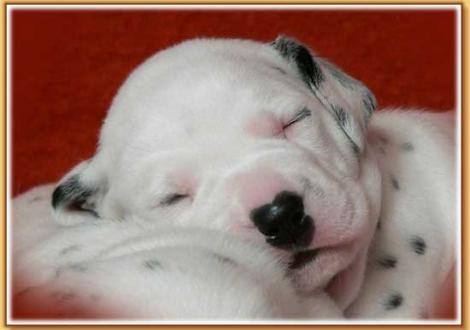 Nirvana vom Teutoburger Wald